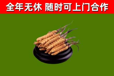 硚口回收冬虫夏草